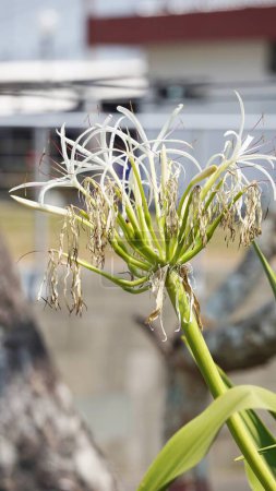 Crinum asiaticum (Also called poison bulb, giant crinum lily, grand crinum lily, spider lily, Bulbine asiatica). The entire plant is toxic, especially the bulb