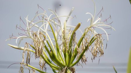Crinum asiaticum (auch als Giftknolle, Riesen-Seelilie, Grand-Seelilie, Spinnenlilie, Bulbine asiatica bezeichnet). Die gesamte Pflanze ist giftig, vor allem die Knolle