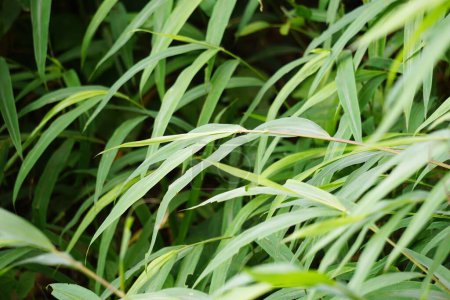 Hierba de bambú con un fondo natural