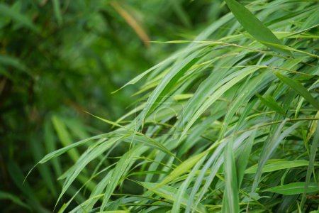 Herbe de bambou avec un fond naturel