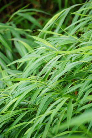 Hierba de bambú con un fondo natural