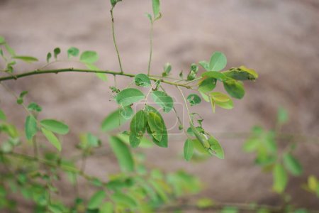 Katuk (Sauropus androgynus, Sternstachelbeere) Blätter mit natürlichem Hintergrund. Als pflanzliche Medizin verwendet
