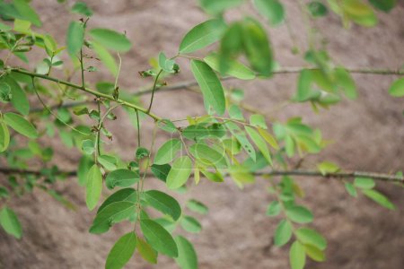 Katuk (Sauropus androgynus, Sternstachelbeere) Blätter mit natürlichem Hintergrund. Als pflanzliche Medizin verwendet