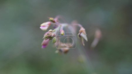Photo for Desmodium tortuosum (twisted tick trefoil, dixie tick trefoil, tall tick clover, Florida beggarweed, jalakan, petet). Leaves and stems aqueous infusion drunk to treat stomach pain, menstruation pain - Royalty Free Image