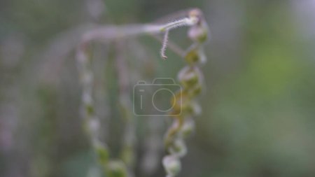 Photo for Desmodium tortuosum (twisted tick trefoil, dixie tick trefoil, tall tick clover, Florida beggarweed, jalakan, petet). Leaves and stems aqueous infusion drunk to treat stomach pain, menstruation pain - Royalty Free Image