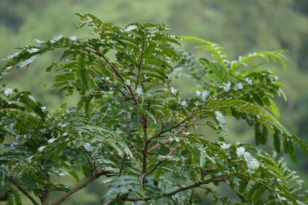 Satobohnen (Parkia speciosa, Parkia speciosa, Petai, pete, Twisted Cluster Bohnen, Stinkebohnen) mit natürlichem Hintergrund. Petai ist eine der exotischen Früchte, die besonders starkes Aroma aus Indonesien.