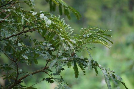 Satobohnen (Parkia speciosa, Parkia speciosa, Petai, pete, Twisted Cluster Bohnen, Stinkebohnen) mit natürlichem Hintergrund. Petai ist eine der exotischen Früchte, die besonders starkes Aroma aus Indonesien.