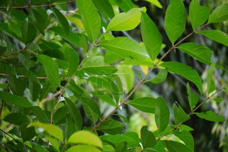 Grüne Lorbeerblätter hängen am Baum. Lorbeerblatt ist eines der Kräuter und wird zum Kochen verwendet. Indonesier nennen es daun salam