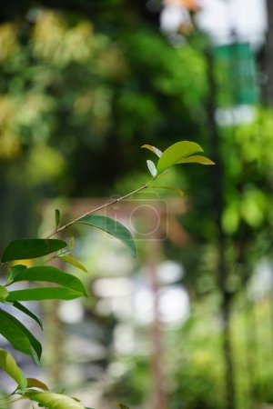 Grüne Lorbeerblätter hängen am Baum. Lorbeerblatt ist eines der Kräuter und wird zum Kochen verwendet. Indonesier nennen es daun salam