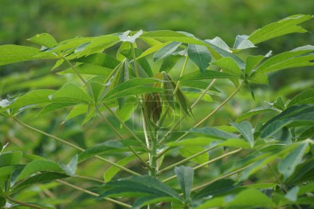 Cassava leaves on the tree. Indonesian call it singkong or ketela