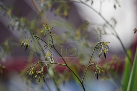 Dianella Tasmanica (Dianella tasmanica, Tasmanische Flachslilie, Tasmanische Flachslilie) im Garten