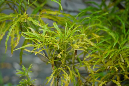 Euodia Ridleyi (califa, Golden false aralia, brokoli kuning) Pflanze. Diese Pflanze wird normalerweise als Gartenpflanze verwendet