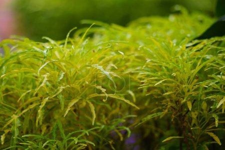Euodia Ridleyi (califa, Golden false aralia, brokoli kuning) Pflanze. Diese Pflanze wird normalerweise als Gartenpflanze verwendet