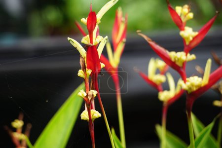 Heliconia (Heliconiaceae, lobster-claws, toucan beak, wild plantains, false bird of paradise) with natural background