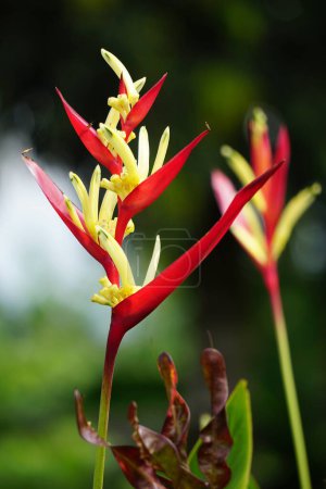Heliconia (Heliconiaceae, garras de langosta, pico tucán, plátanos silvestres, falso pájaro del paraíso) con fondo natural