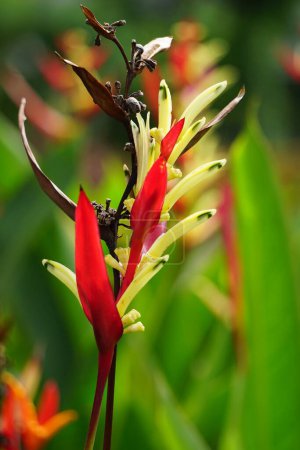 Heliconia (Heliconiaceae, Hummerkrallen, Tukanschnabel, wilde Kochbananen, falscher Paradiesvogel) mit natürlichem Hintergrund