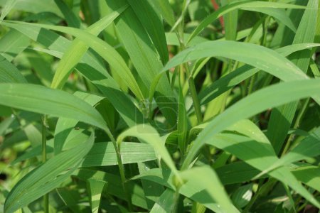 Téléchargez les photos : Setaria palmifolia (Rumput Setaria, Jamarak, palmgrass, highland) herbe. Il est cultivé comme légume en Papouasie-Nouvelle-Guinée - en image libre de droit