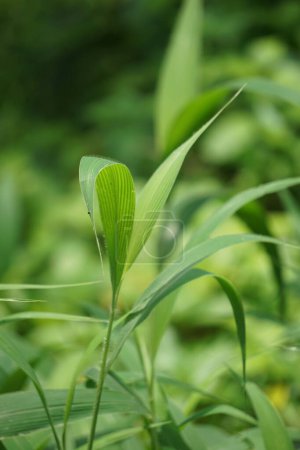Setaria palmifolia (Rumput Setaria, Jamarak, palmgrass, highland) grass. It is grown as a vegetable crop in Papua New Guinea