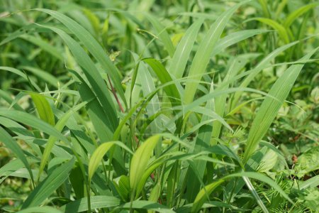 Setaria palmifolia (Rumput Setaria, Jamarak, palmgrass, highland) herbe. Il est cultivé comme légume en Papouasie-Nouvelle-Guinée