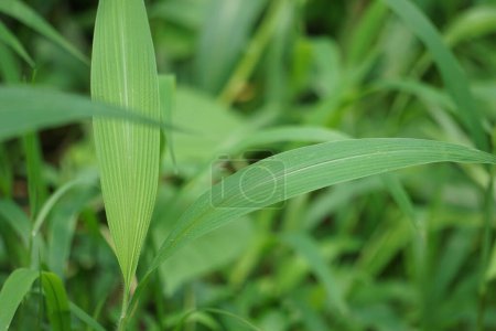 Setaria palmifolia (Rumput Setaria, Jamarak, palmgrass, highland) grass. It is grown as a vegetable crop in Papua New Guinea