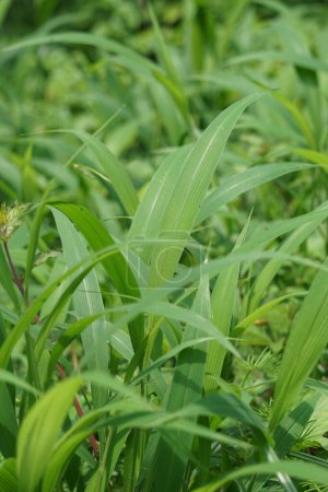 Téléchargez les photos : Setaria palmifolia (Rumput Setaria, Jamarak, palmgrass, highland) herbe. Il est cultivé comme légume en Papouasie-Nouvelle-Guinée - en image libre de droit