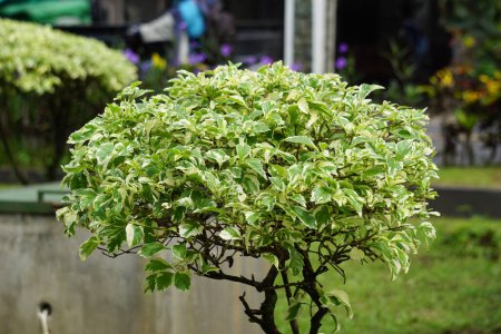 Hojas de Styrax japonica variegata con un fondo natural