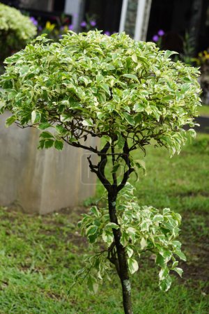 variegata
