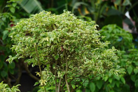 Styrax japonica variegata feuilles avec un fond naturel