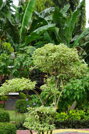 Hojas de Styrax japonica variegata con un fondo natural