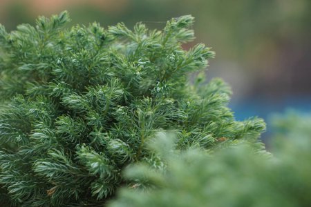 Juniperus squamata (également appelé genévrier écailleux, genévrier de l'Himalaya) dans la nature