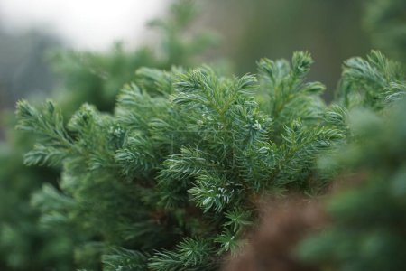 Juniperus squamata (Also called flaky juniper, Himalayan juniper) in nature