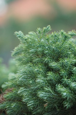 Juniperus squamata (également appelé genévrier écailleux, genévrier de l'Himalaya) dans la nature