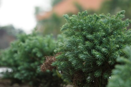 Juniperus squamata (también llamado enebro escamoso, enebro del Himalaya) en la naturaleza
