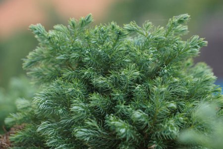 Juniperus squamata (auch Schuppenwacholder, Himalaya-Wacholder genannt) in der Natur