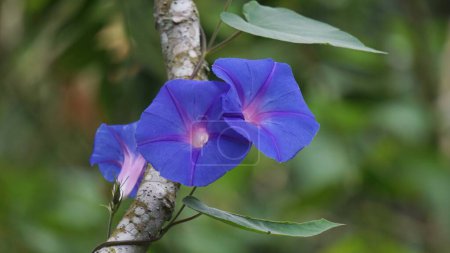 Ipomoea nil (Ipomoea morning glory, picotee morning glory, ivy morning glory, Japanese morning glory). The crown is blue, purple, or almost scarlet red. The throat is often colored white.