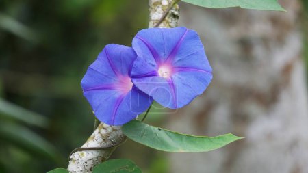 Ipomoea nil (Ipomoea morning glory, picotee morning glory, ivy morning glory, Japanese morning glory). The crown is blue, purple, or almost scarlet red. The throat is often colored white.