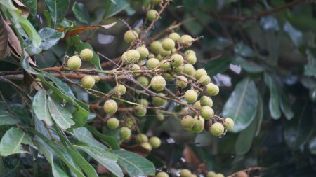 Photo for Dimocarpus longan fruit (longan, Lengkeng, kelengkeng, mata kucing, longan, Dimocarpus longan) leaves on the nature - Royalty Free Image