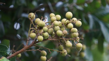 Dimocarpus longan fruit (longan, Lengkeng, kelengkeng, mata kucing, longan, Dimocarpus longan) leaves on the nature