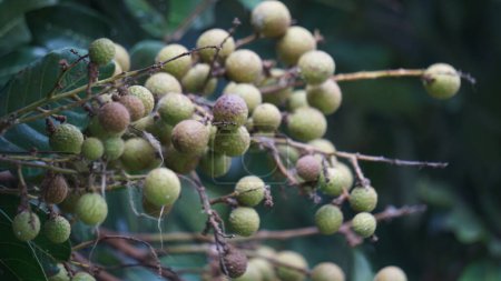 Dimocarpus longan Früchte (Longan, Lengkeng, kelengkeng, mata kucing, longan, Dimocarpus longan) Blätter in der Natur