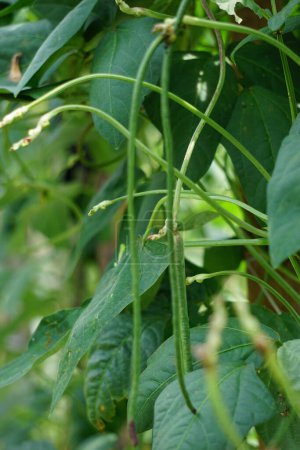 Le haricot asperge (aussi appelé Vigna unguiculata, haricot vert, haricot long, niébé à pois longs, haricot serpent, bodi, bora) sur l'arbre