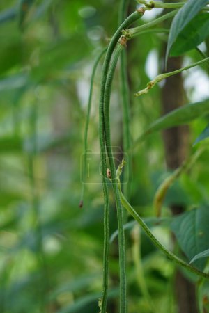 The asparagus bean (Also called Vigna unguiculata, green bean, yardlong bean, long-podded cowpea, snake bean, bodi, bora) on the tree