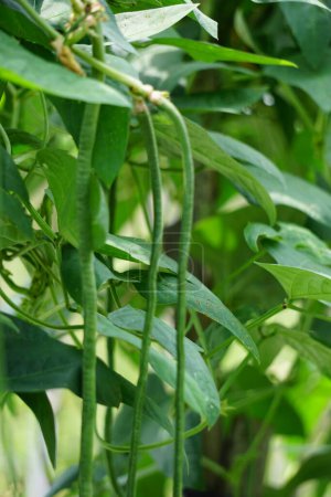 El frijol espárrago (también llamado Vigna unguiculata, frijol verde, frijol de yarda larga, guisante largo, frijol serpiente, bodi, bora) en el árbol