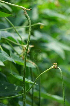 The asparagus bean (Also called Vigna unguiculata, green bean, yardlong bean, long-podded cowpea, snake bean, bodi, bora) on the tree