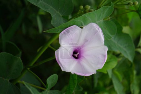 Ipomoea carnea (auch Kangkung pagar, krangkungan, rosa Morgenruhm genannt) in der Natur.
