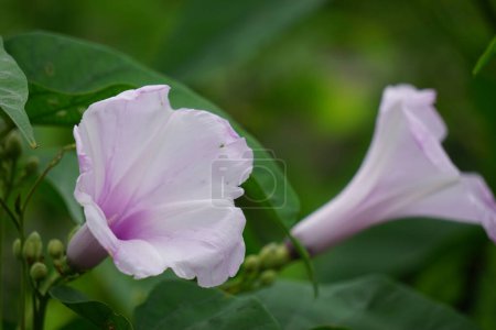 Ipomoea carnea (también llamada Kangkung pague, krangkungan, rosa gloria de la mañana) en la naturaleza.
