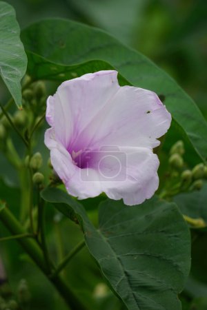 Foto de Ipomoea carnea (también llamada Kangkung pague, krangkungan, rosa gloria de la mañana) en la naturaleza. - Imagen libre de derechos