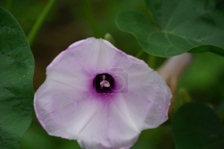Ipomoea carnea (auch Kangkung pagar, krangkungan, rosa Morgenruhm genannt) in der Natur.