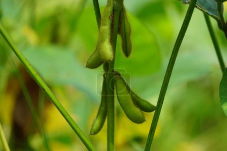 Photo for Soybean (Also called soya bean, soy bean) on the tree. Soybeans is one of the ingredient to make tempe or tofu - Royalty Free Image