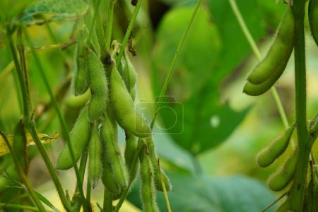 Photo for Soybean (Also called soya bean, soy bean) on the tree. Soybeans is one of the ingredient to make tempe or tofu - Royalty Free Image