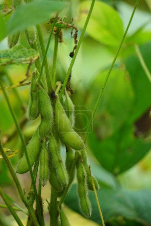 Soybean (Also called soya bean, soy bean) on the tree. Soybeans is one of the ingredient to make tempe or tofu